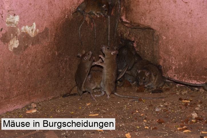 Mäuse in Burgscheidungen